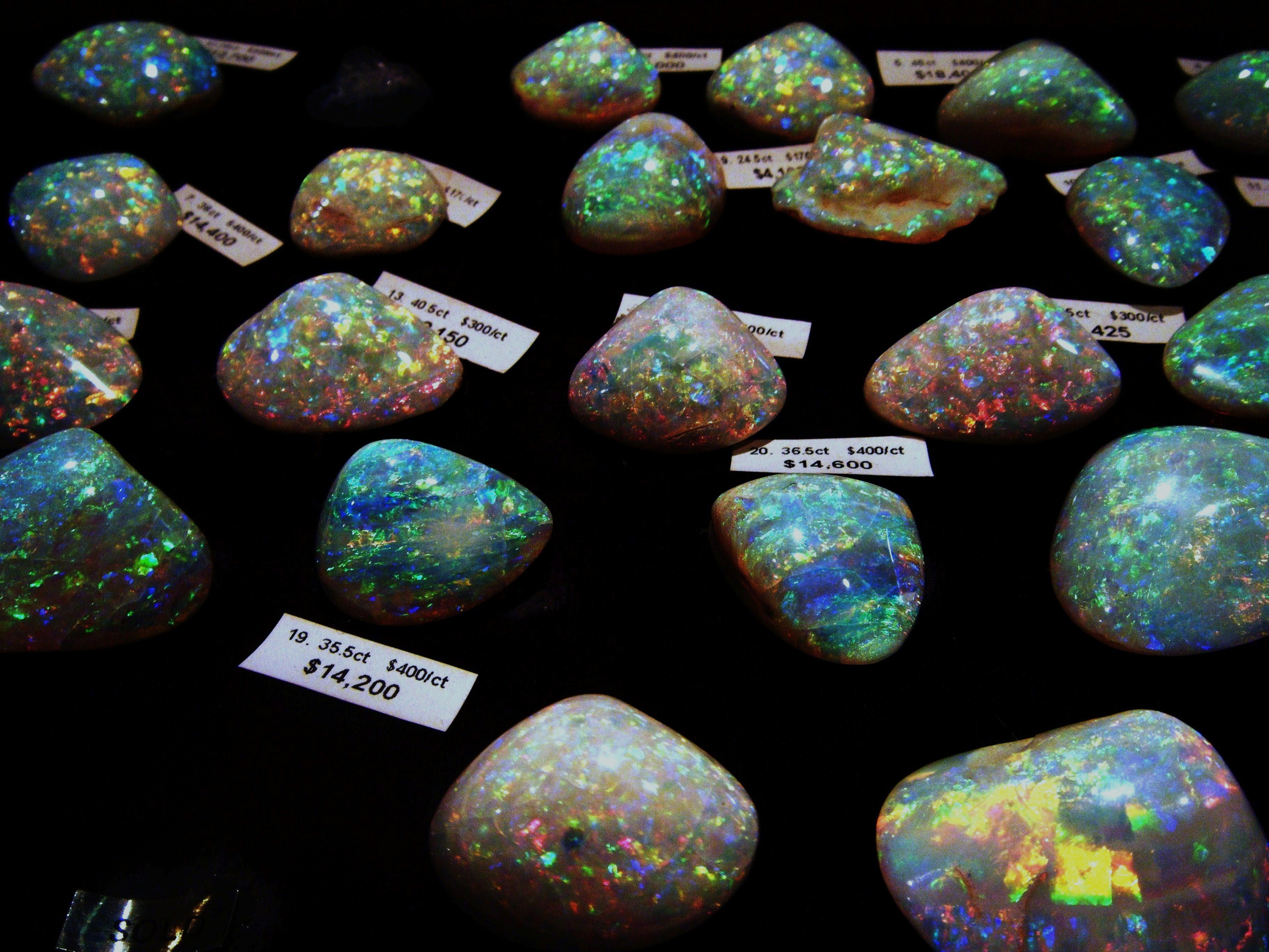 The Desert Sea Collection of Opalised Fossil Shells